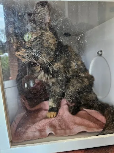 Chaka Khan - Photo 1