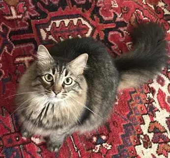 Robin Hood thumbnail 4