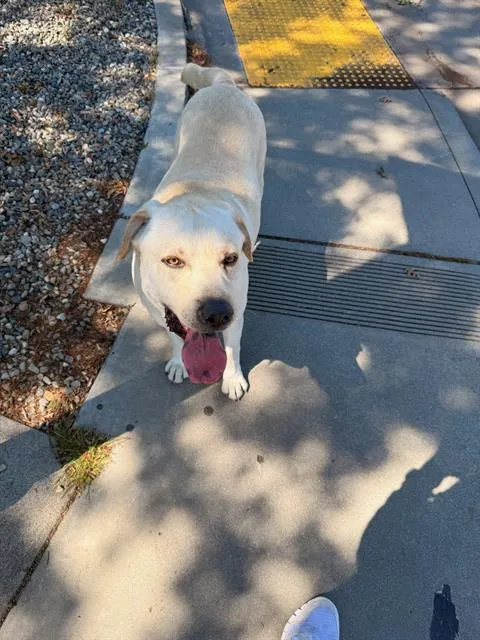 Bark Reynolds - Photo 1