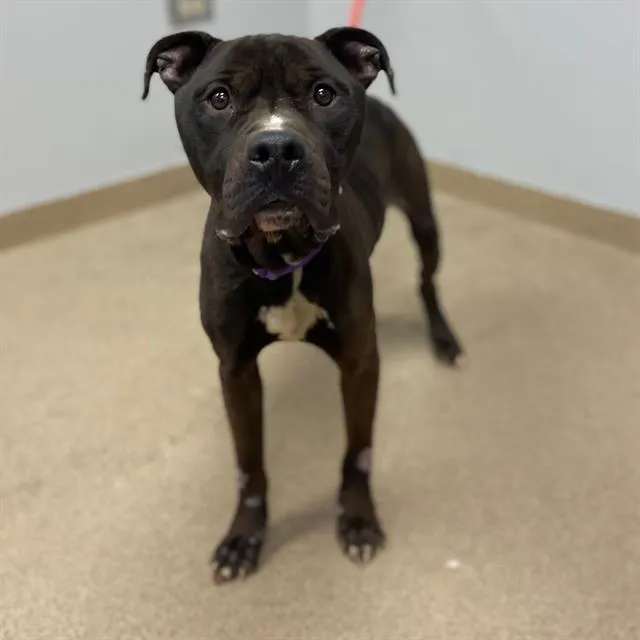 French Fry - Photo 1