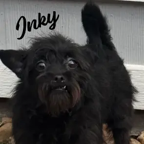 Inky
