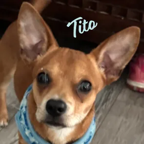 Tito - Photo 1