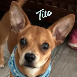Tito