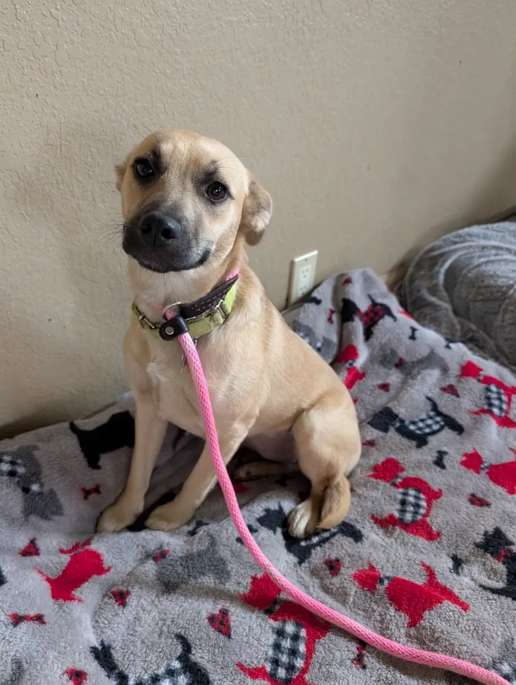 Sparrow Songbird - Photo 1