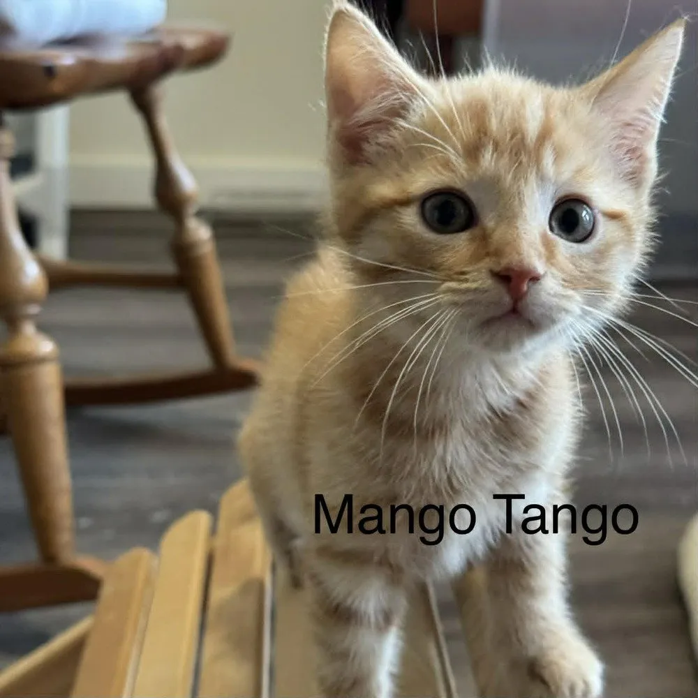 Mango Tango - Photo 1