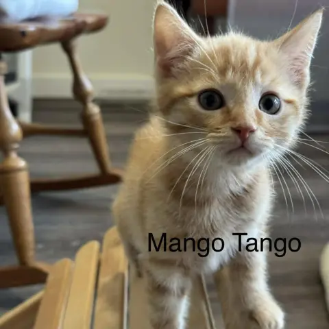 Mango Tango