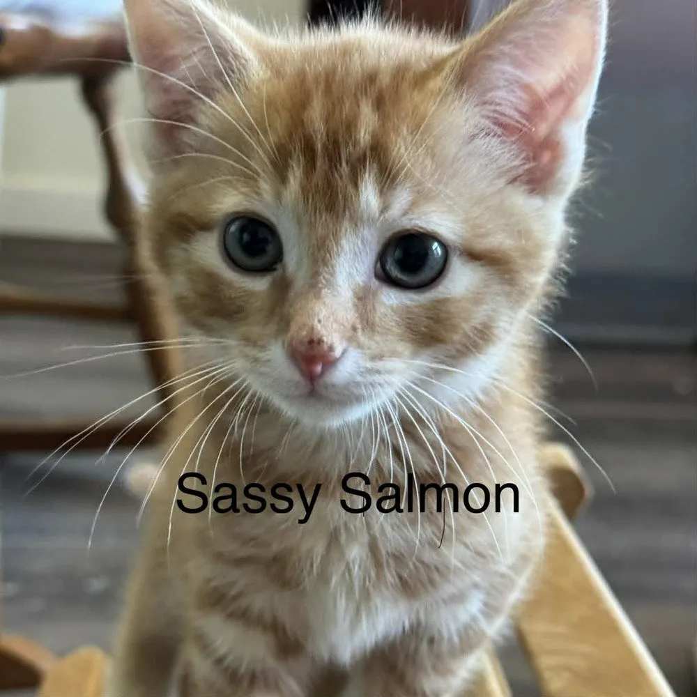 Sassy Salmon - Photo 1