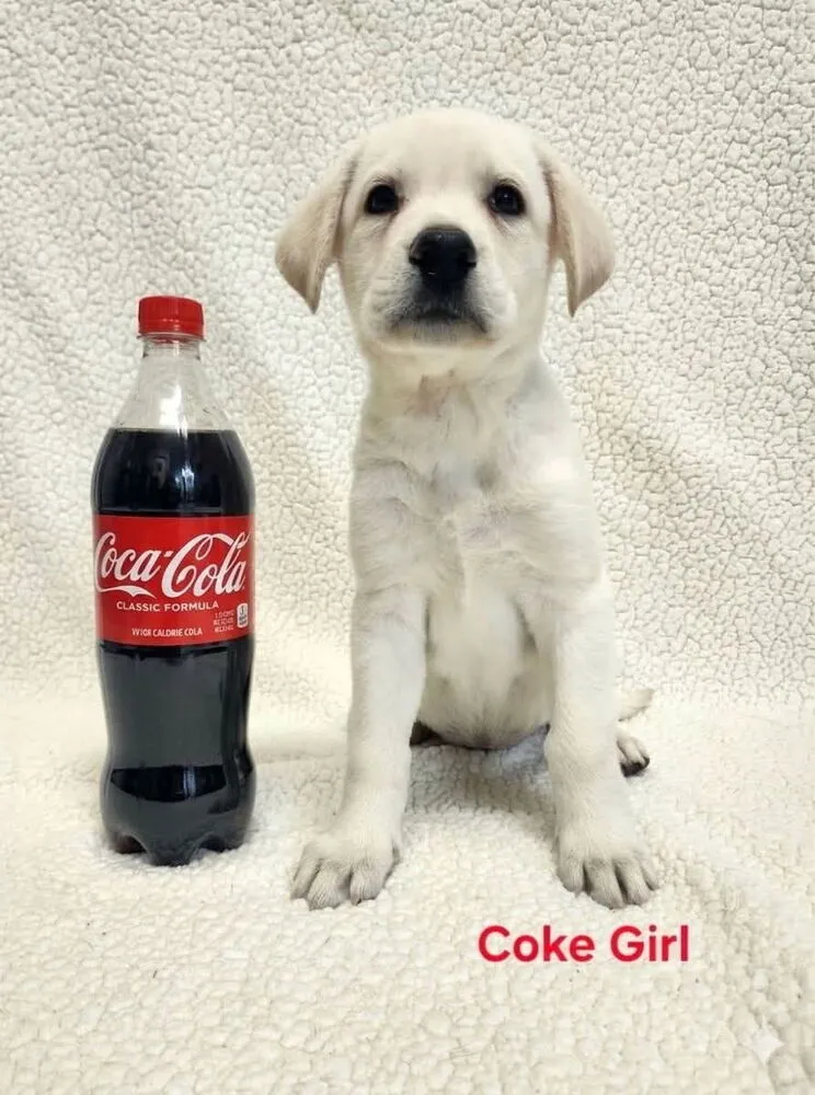 Coke - Photo 1