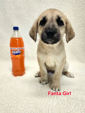 Fanta