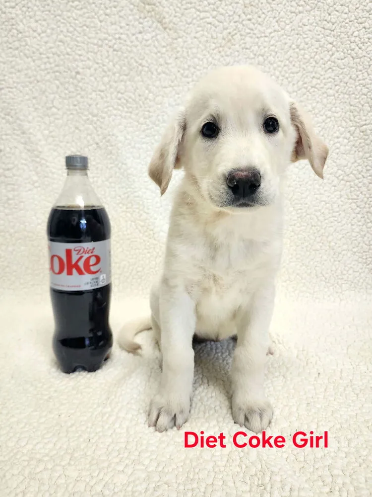 Diet Coke - Photo 1