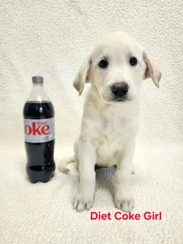 Diet Coke