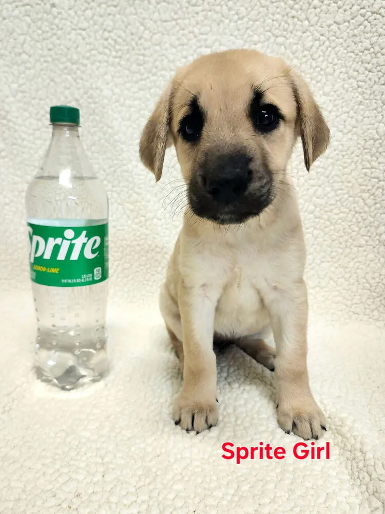 Sprite - Photo 1