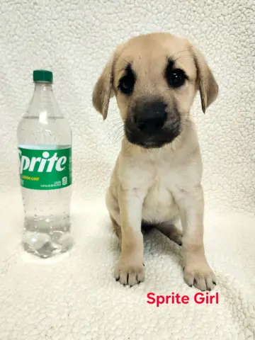 Sprite