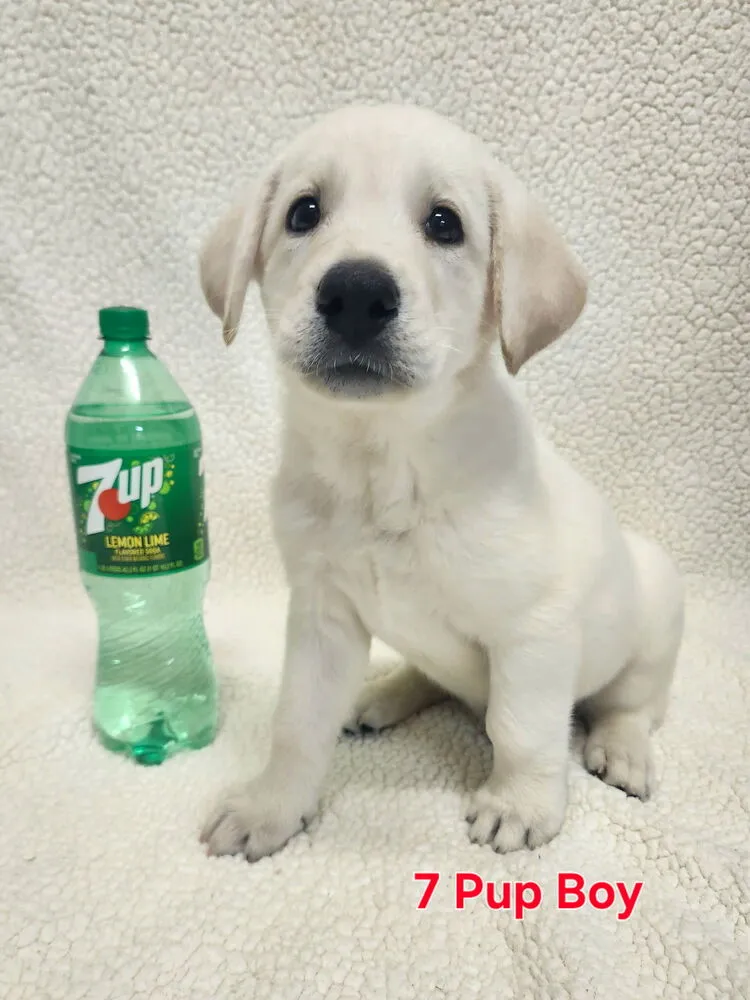 7-Up - Photo 1