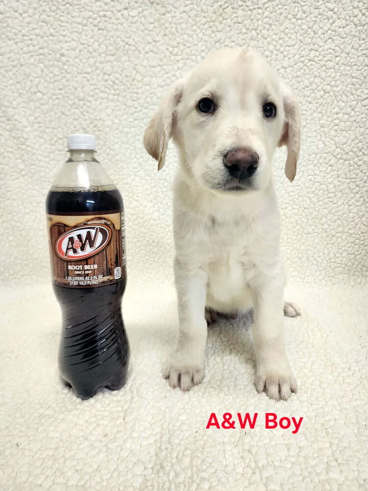 A&W - Photo 1