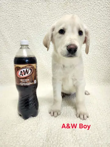A&W