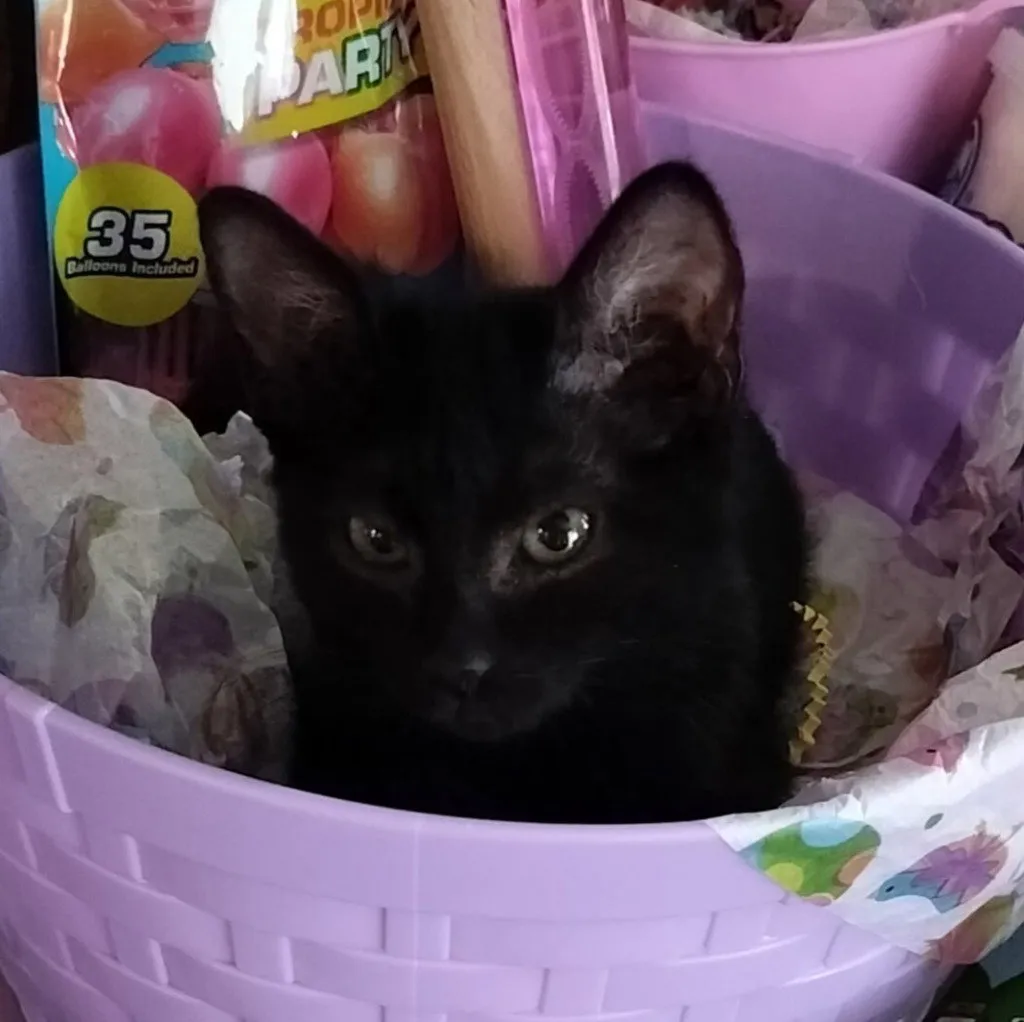 Kitty Bunny - Photo 1