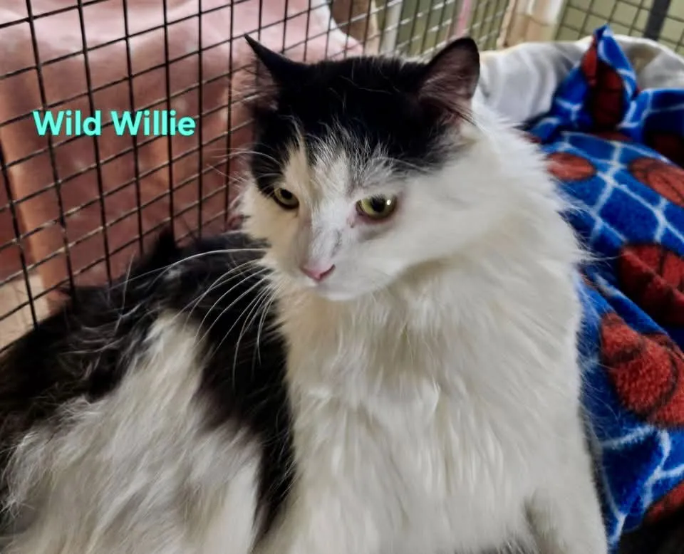 Wild Willie - Photo 2