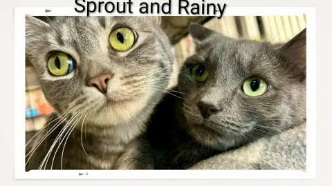 Sprout & Rainy