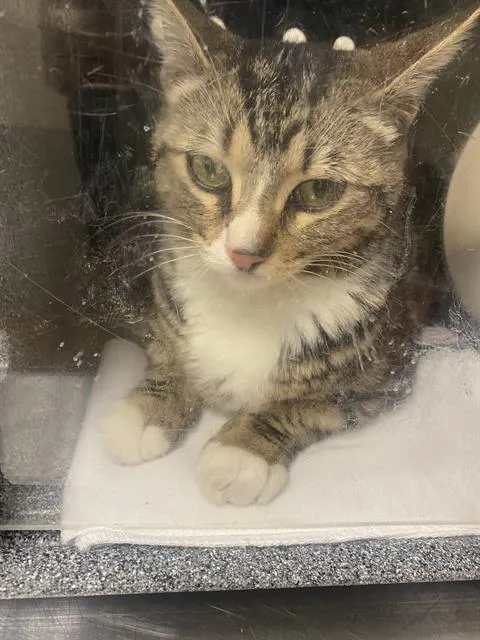 Oprah Whisker - Photo 1