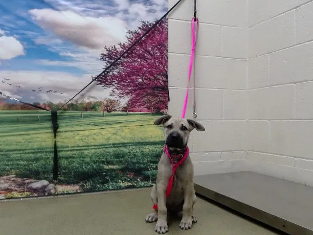 Shepherdess - Photo 1