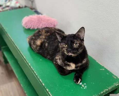 Kaleidoscope - Photo 3