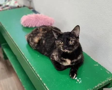 Kaleidoscope thumbnail 3