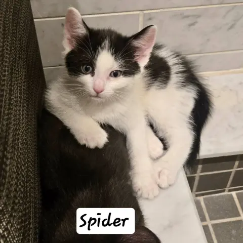 Spider