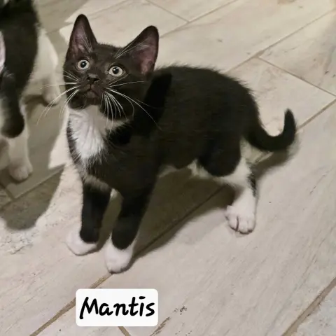 Mantis