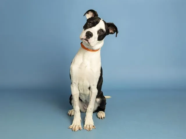 Pocahontas - Photo 1