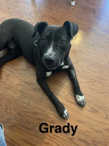 Grady