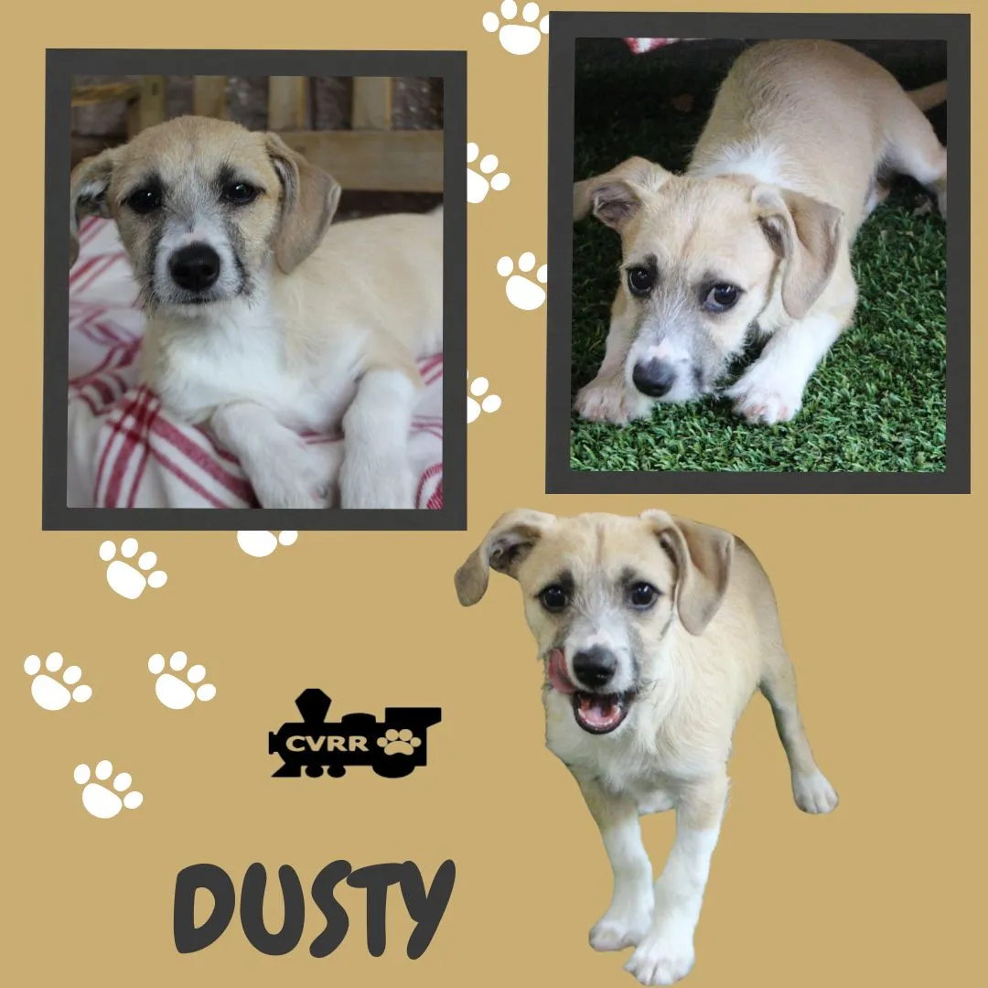 Dusty - Photo 1