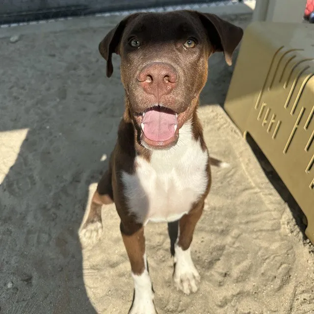 Jelly Bean - Photo 1