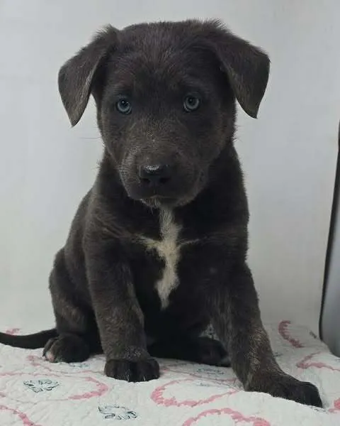 Banner of Speed - Photo 1