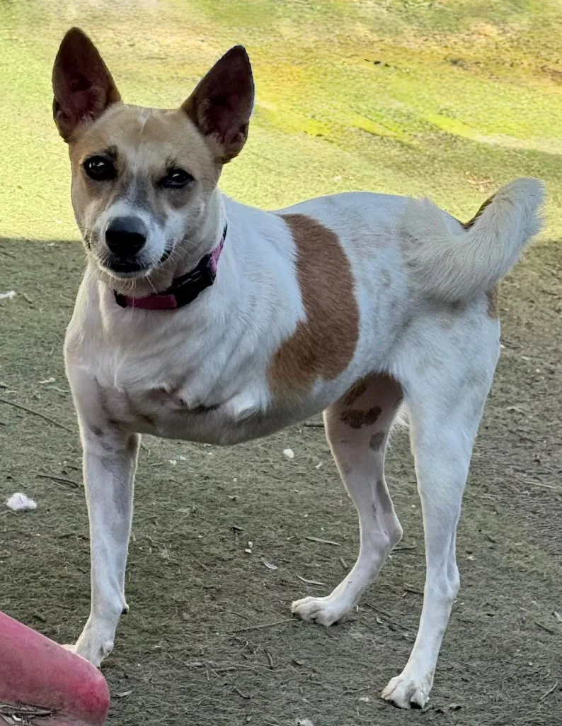 Marionette - Photo 1