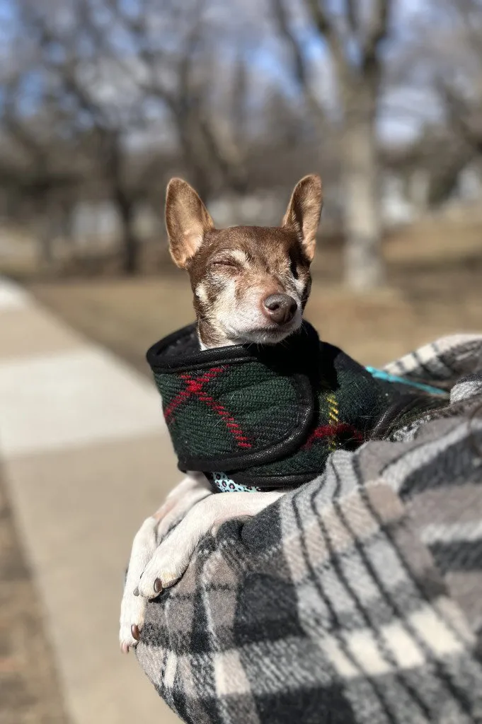 Sugar Plum - Photo 1