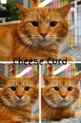 Cheese Curd
