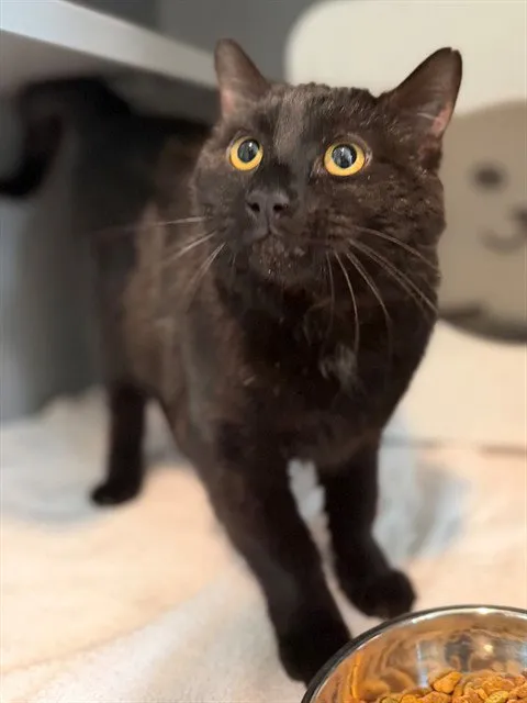 Edward Cullen - Photo 1