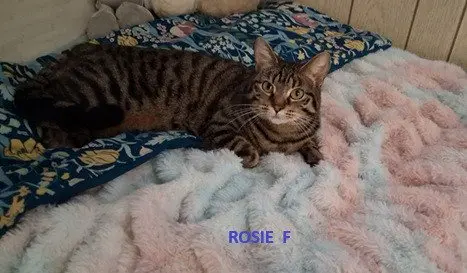 Rosie