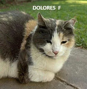 Dolores - Photo 1