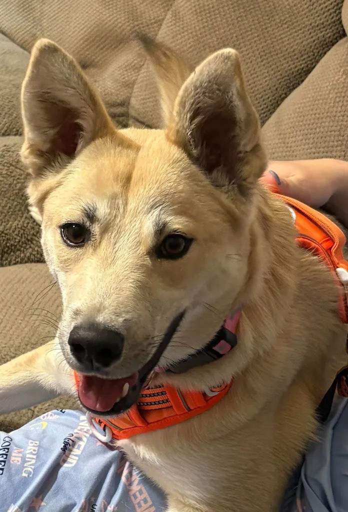 Snickerdoodle - Photo 1