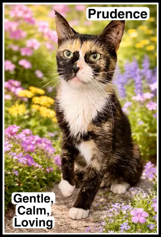 Prudence