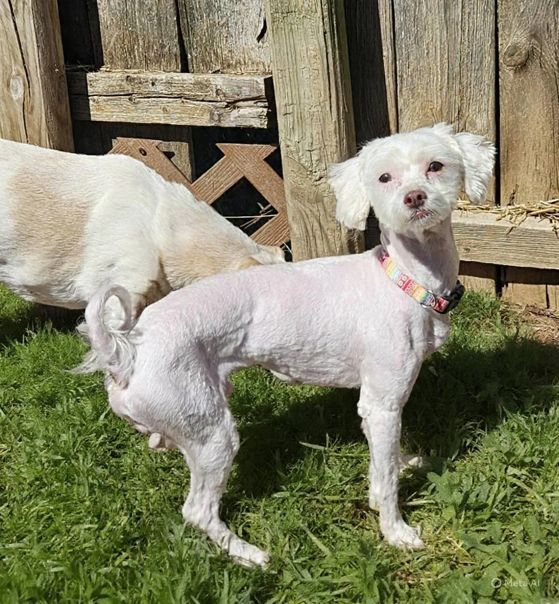 Marshmallow - Photo 1