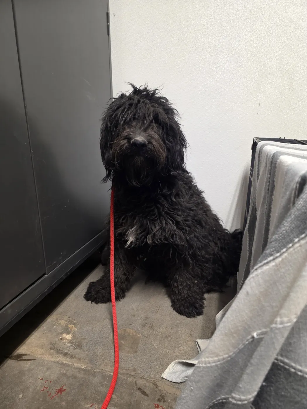 Doodle Bob - Photo 1