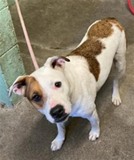 King Of Hearts - Photo 1