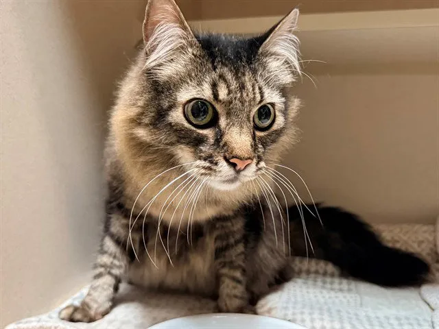 King Richard - Photo 1