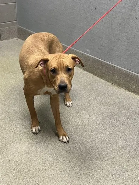 Luna Lovegood - Photo 1