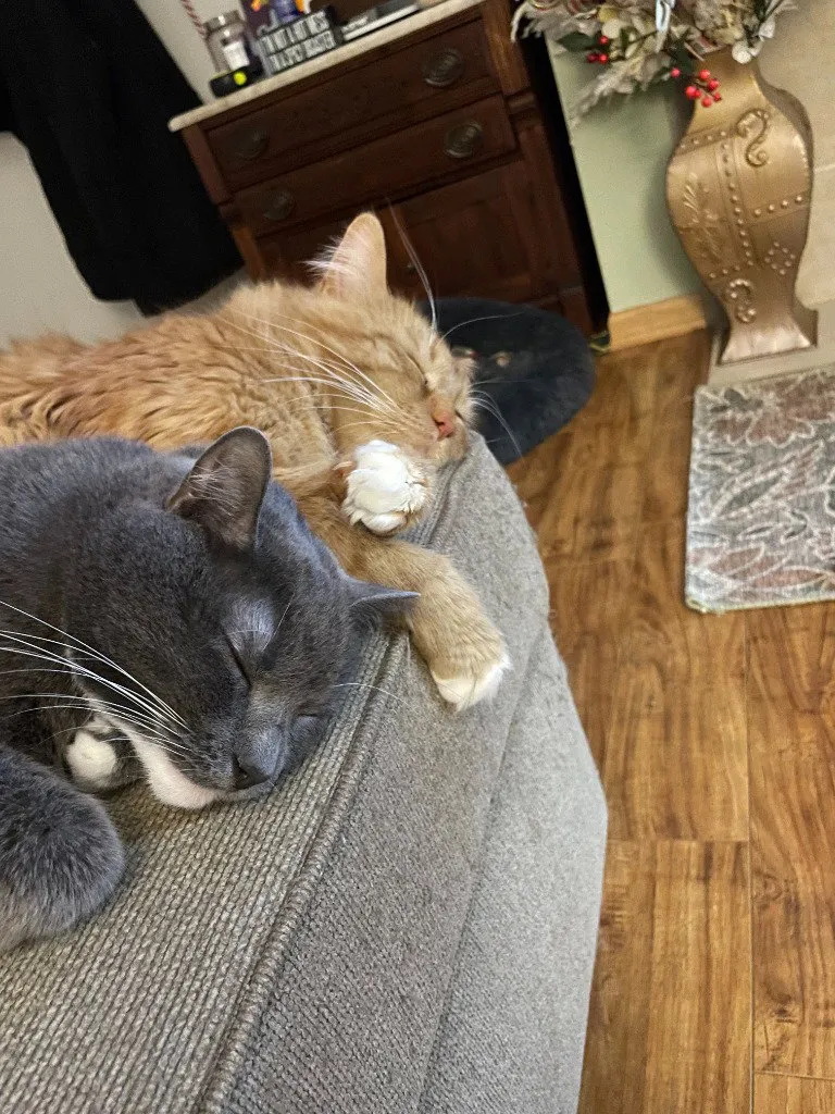 Milo and Tobi - Photo 1