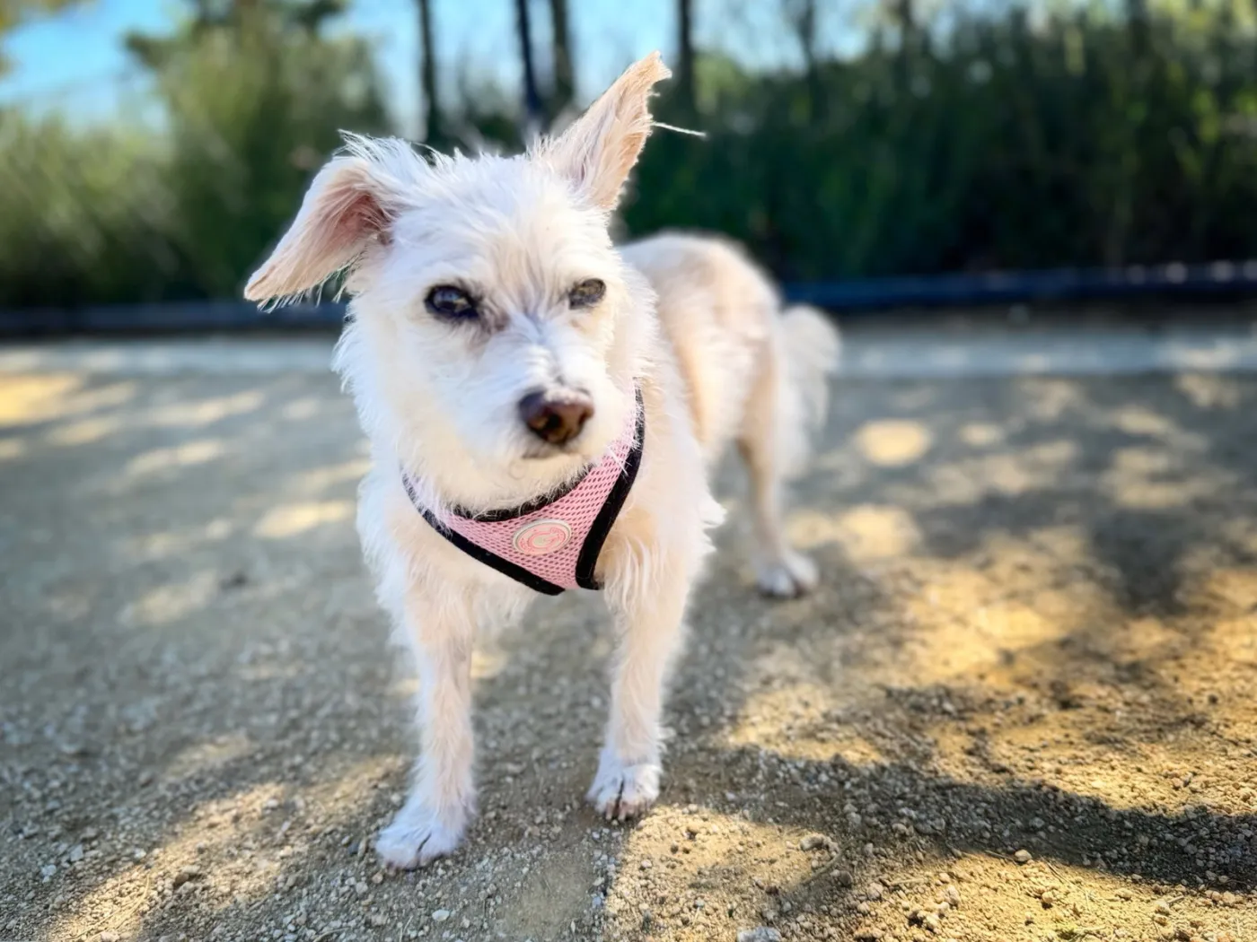 Axl Rose Diva - Photo 1