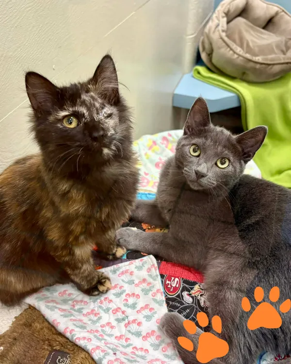 Beanie Baby - Photo 1